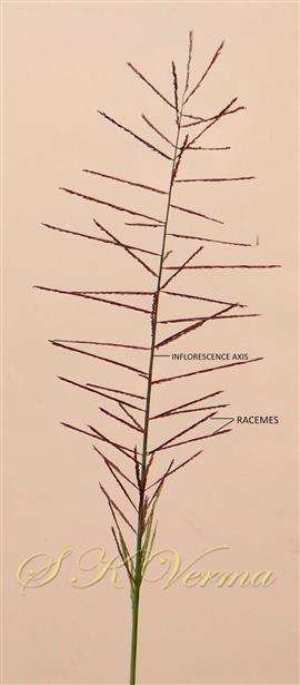  Infl. with 56 racemes